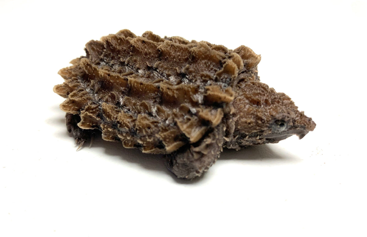 Baby Alligator Snapping Turtle (imperfect) – Scales And Tails Of Ohio