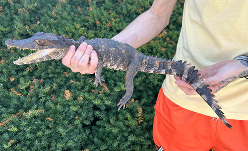 Juvenile Smooth Front Caiman