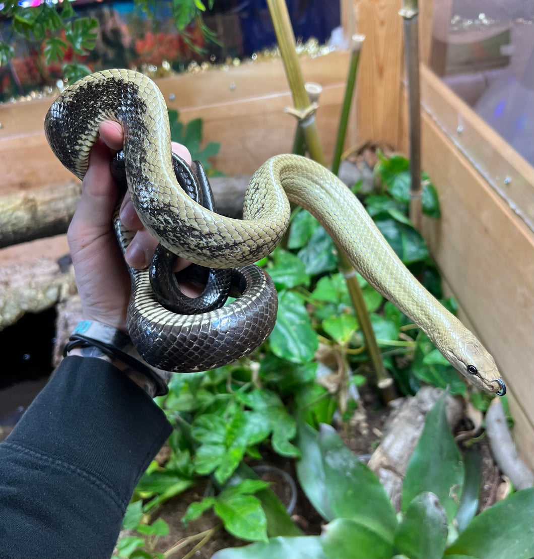 1.1 Adult Black-Tailed Jansen’s Ratsnakes