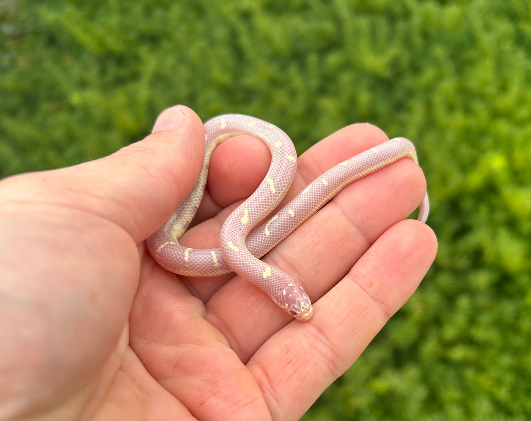 Baby Albino California Kingsnake