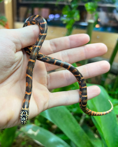 Baby Blotched Goini Kingsnake (Female 1)