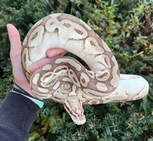 Adult Lesser Ball Python (Male)