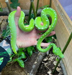 Adult Aru Green Tree Python (Male 2)