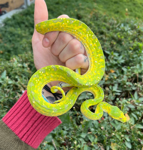 Sub-Adult Biak Green Tree Python (Female 1)