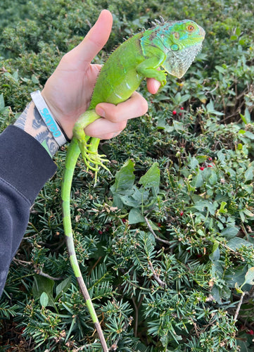 Juvenile Green Iguana