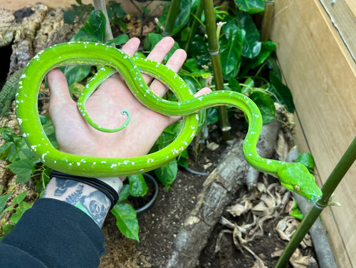 Adult Aru Green Tree Python (Male 1)