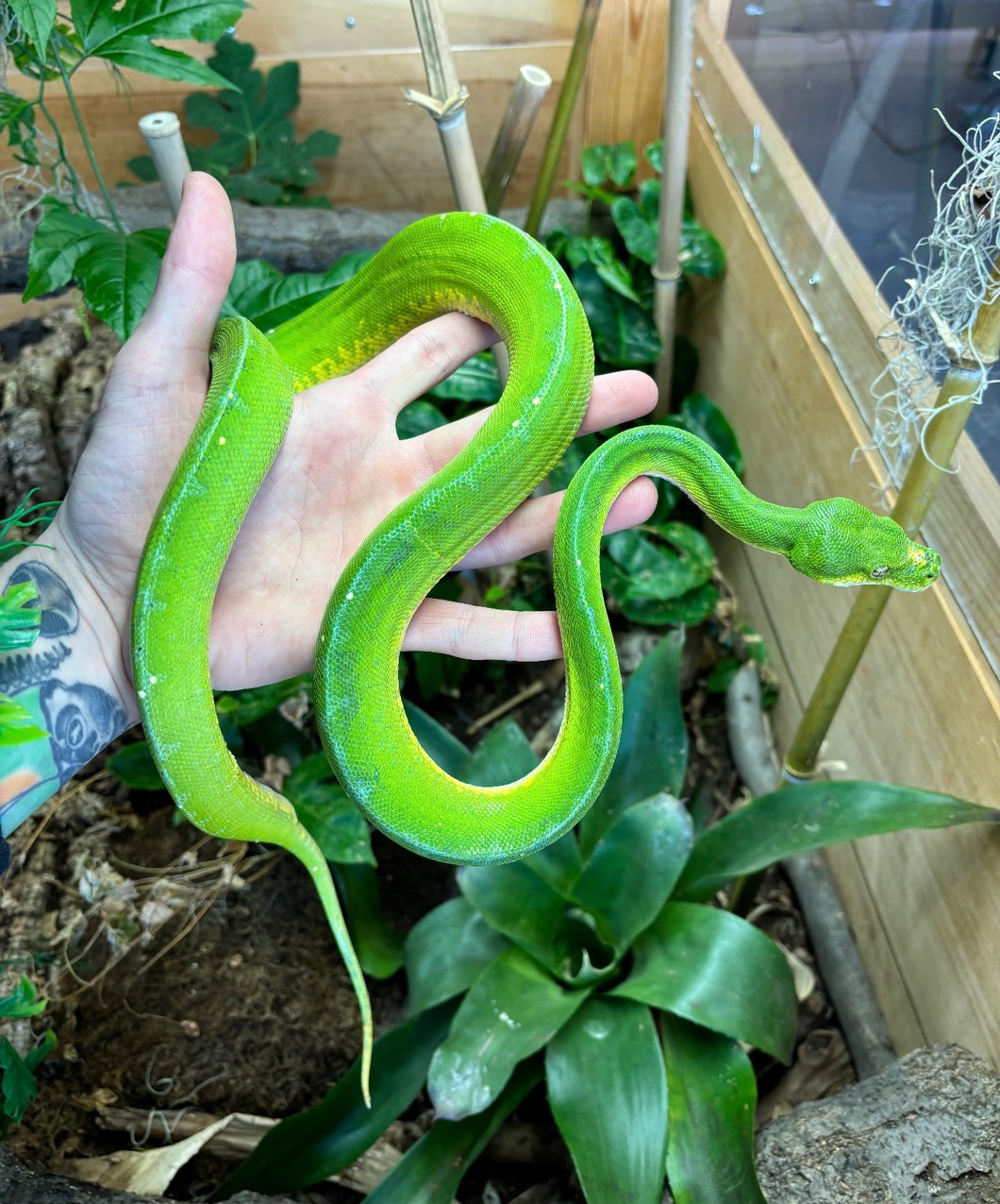 Adult Jayapura Green Tree Python (Male)