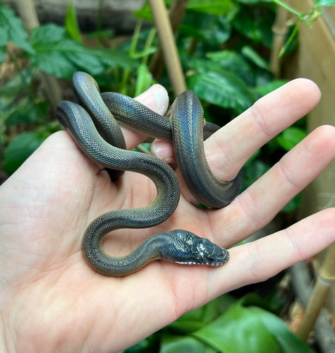 Baby Northern White-Lipped Python (Female 1)