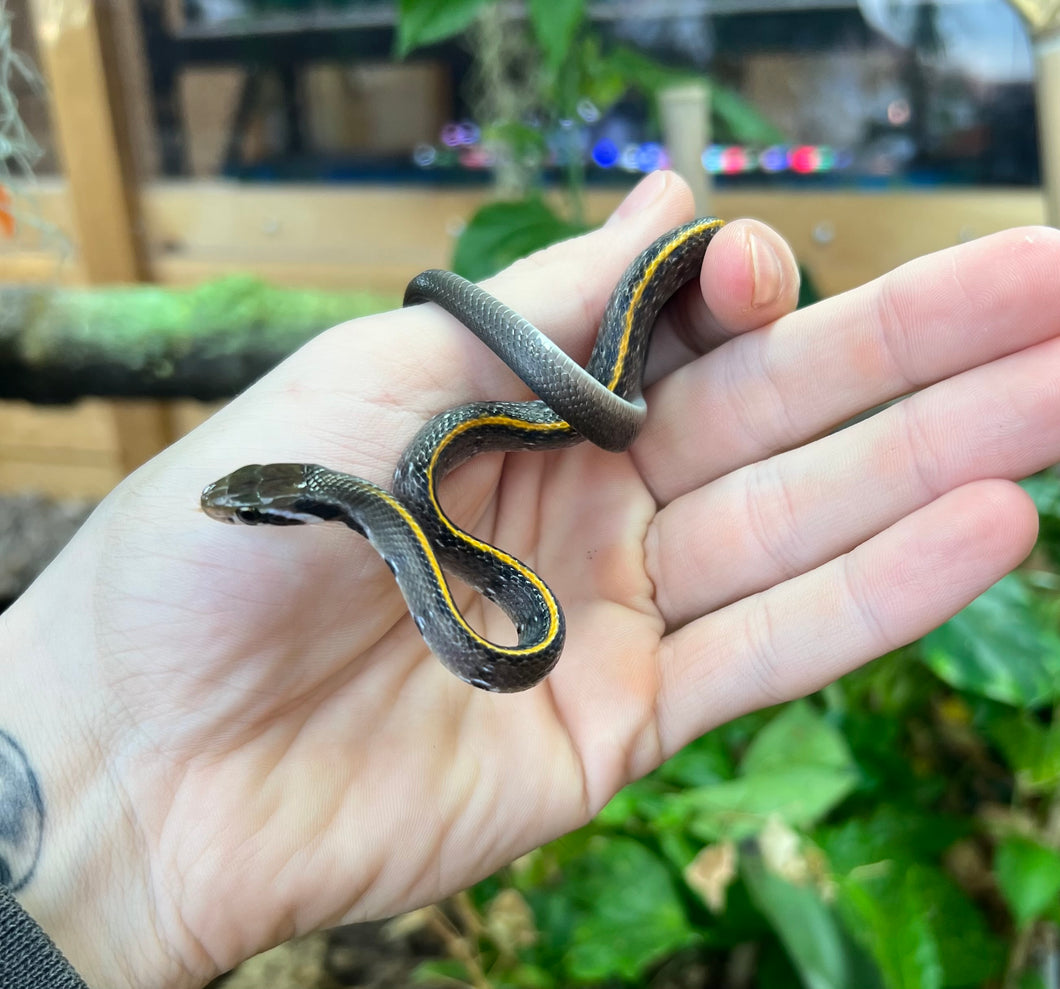 Baby Black Copper Ratsnake