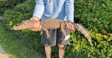 Load image into Gallery viewer, Sub-Adult Smooth-Fronted Caiman (Female)