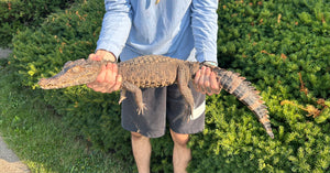 Sub-Adult Smooth-Fronted Caiman (Female)