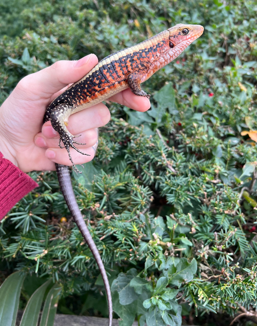 Yellow-Throated Plated Lizard