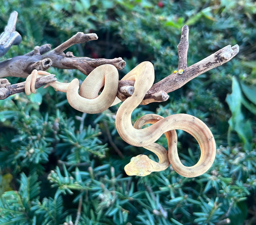 Baby Amazon Tree Boa (Male 9)