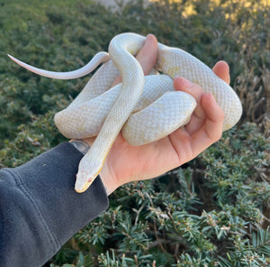 Adult Snow Corn Snake (Female)