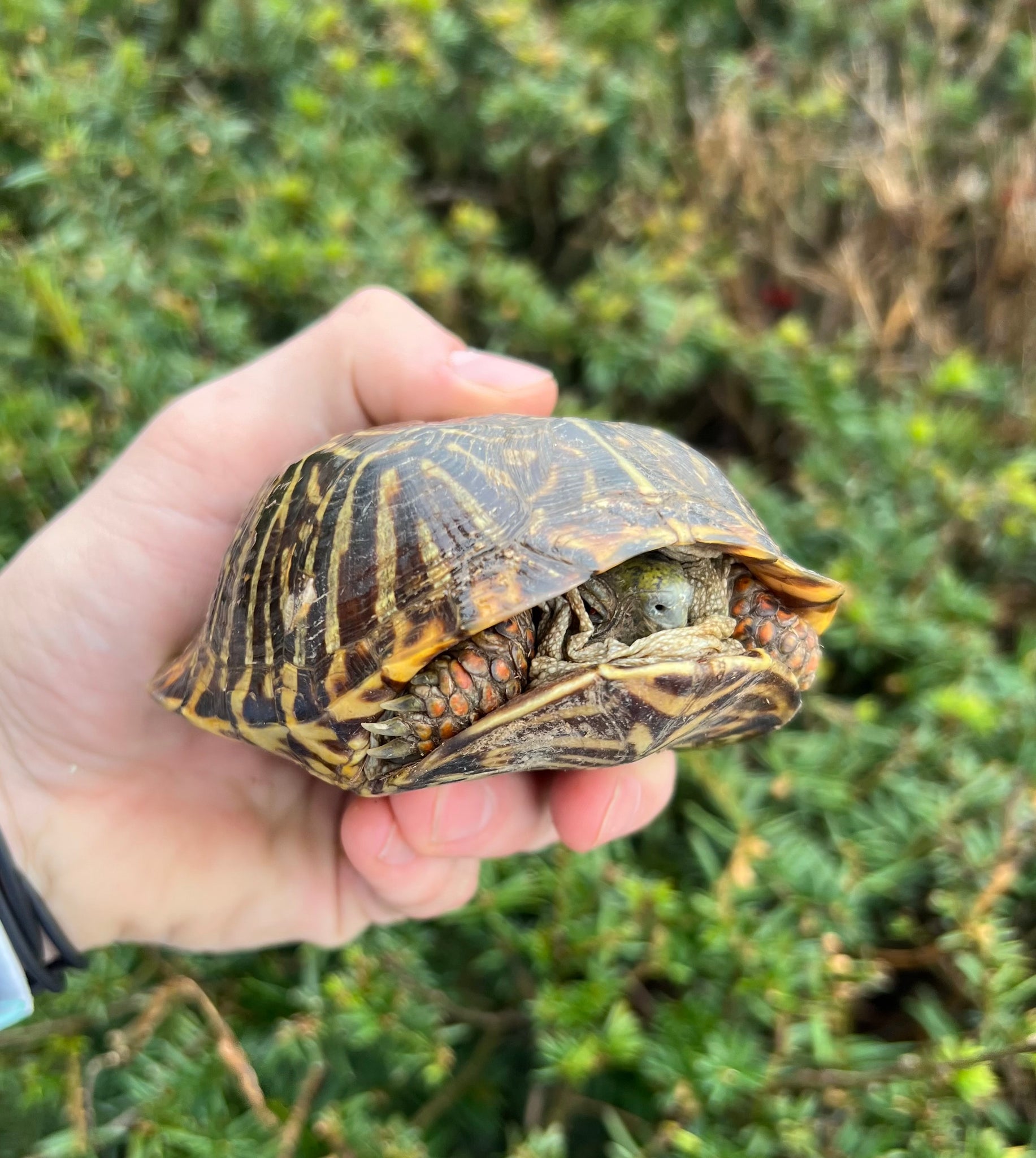 Adult Ornate Box Turtle (Male 2) – Scales and Tails of Ohio