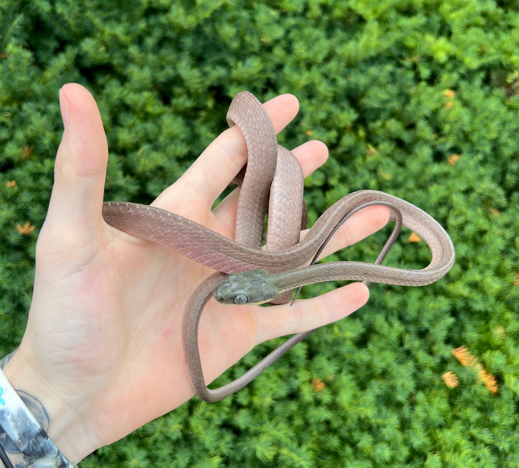 Sub-Adult Malaysian Black Headed Cat Snake (Female 1)