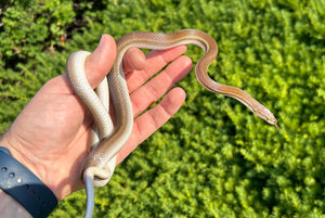 Sub-Adult African Brown House Snake