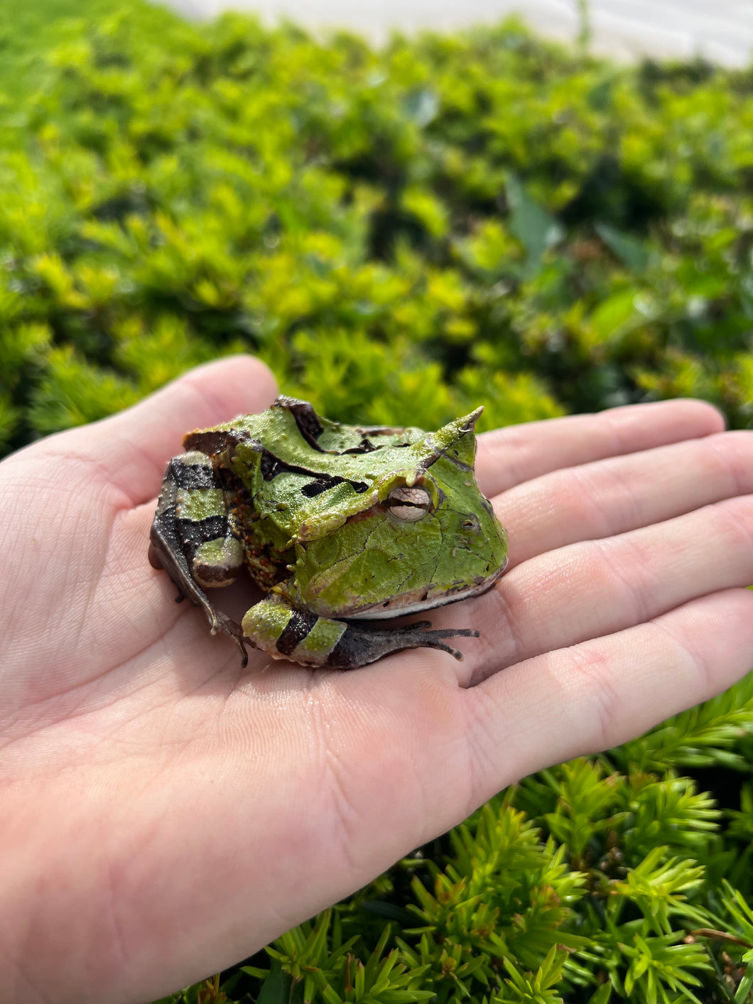 Adult Suriname Horned Frog