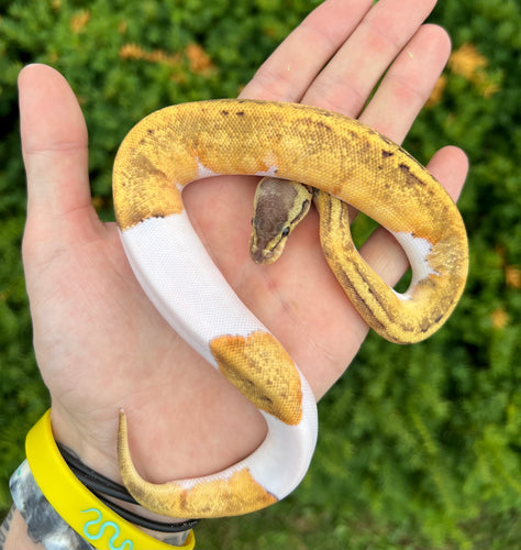 Baby Pastel Pinstripe Pied Ball Python (Female 2)