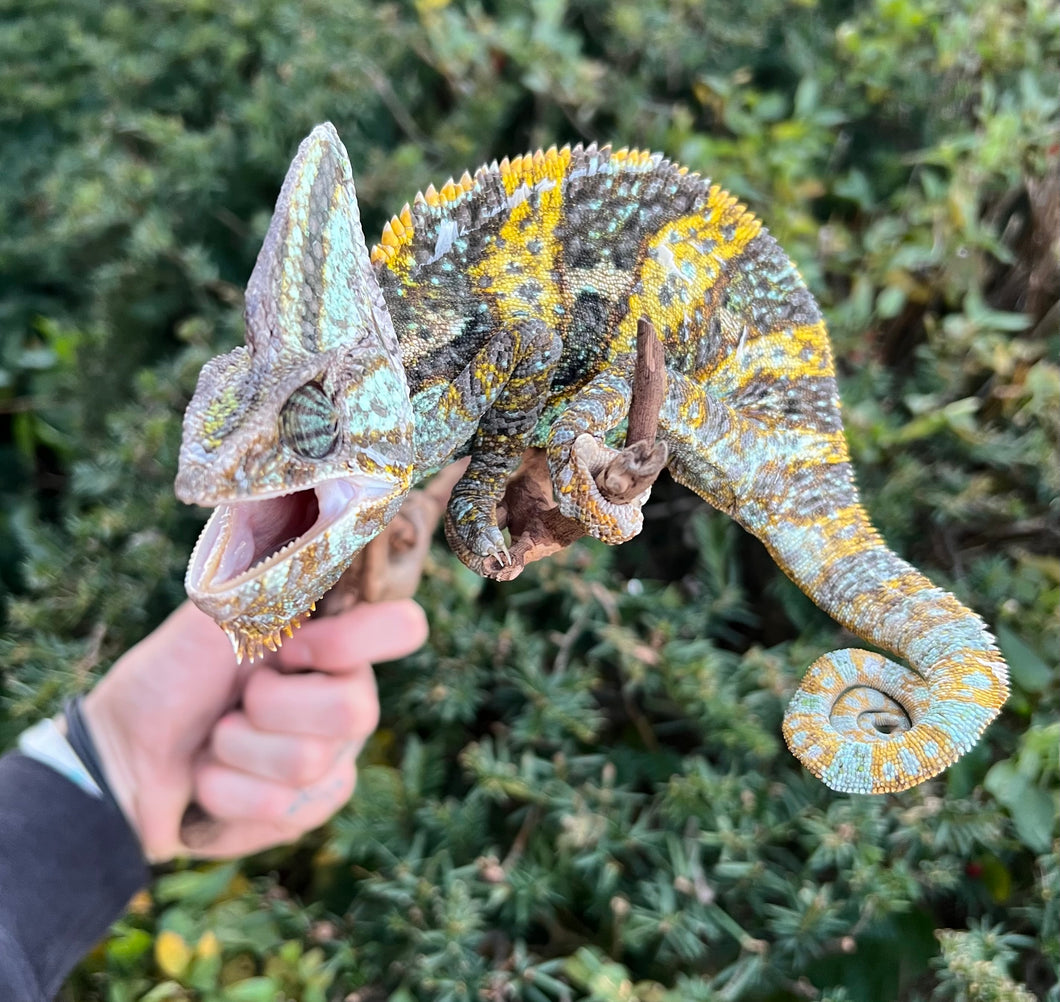 Adult Veiled Chameleon (Male)