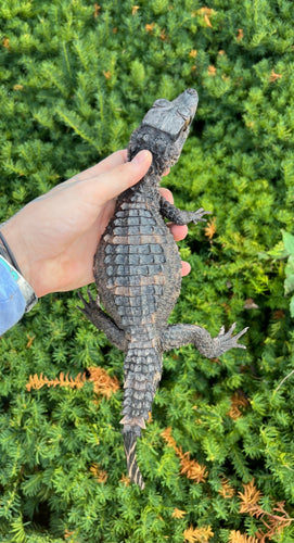 Small Smooth-Fronted Caiman (15-20”)