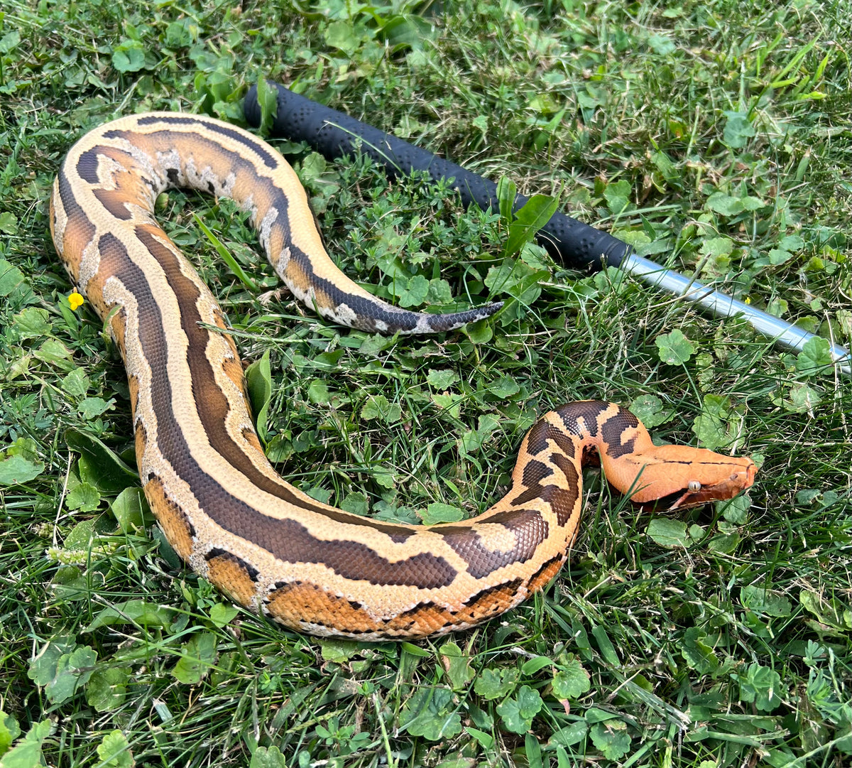 Juvenile High-Yellow Borneo Blood Python (Male) – Scales and Tails of Ohio