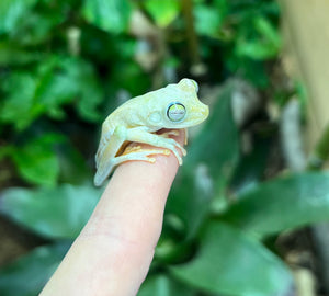 Convict Tree Frog