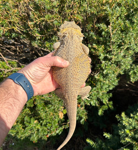 Adult Bearded Dragon (Female)