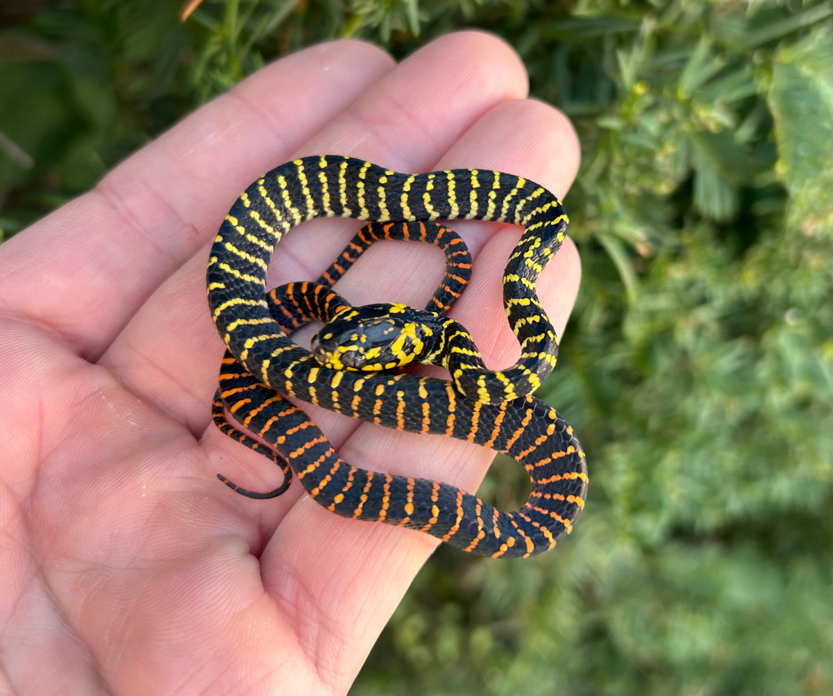 Baby Sulawesi Mangrove Snake (Male) – Scales and Tails of Ohio