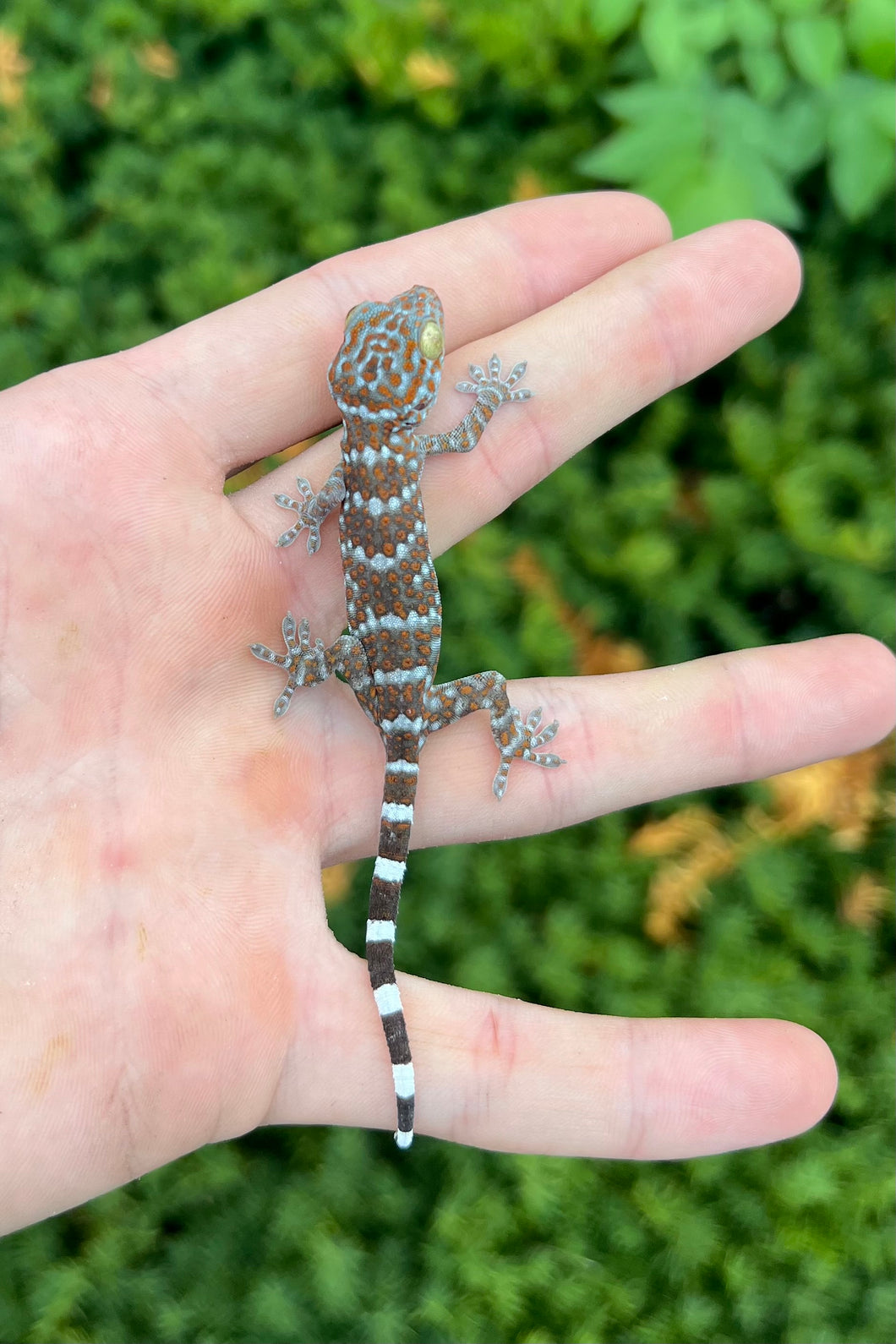 Baby Tokay Gecko (1)