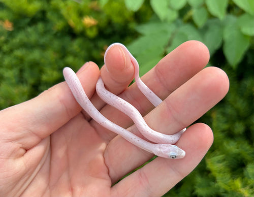 Baby Palmetto Corn Snake (Female 1)