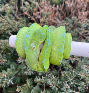 Adult ‘High-Blue’ Jayapura Green Tree Python (Male)