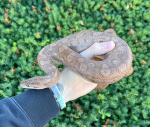 Adult Columbian Rainbow Boa (Male)