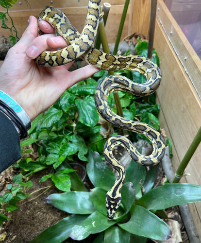 Juvenile Carpet Python (Male 1)