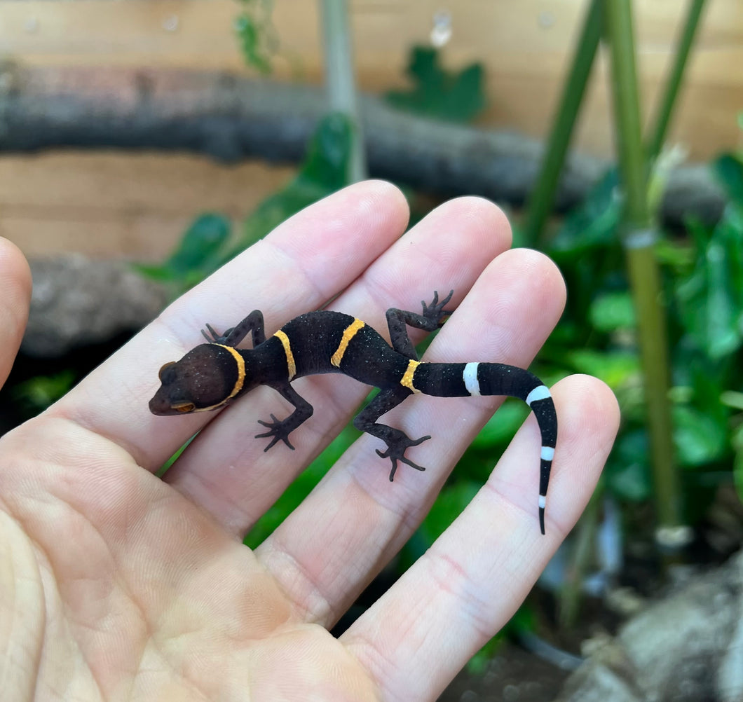 Adult Chinese Cave Gecko (Male 1)