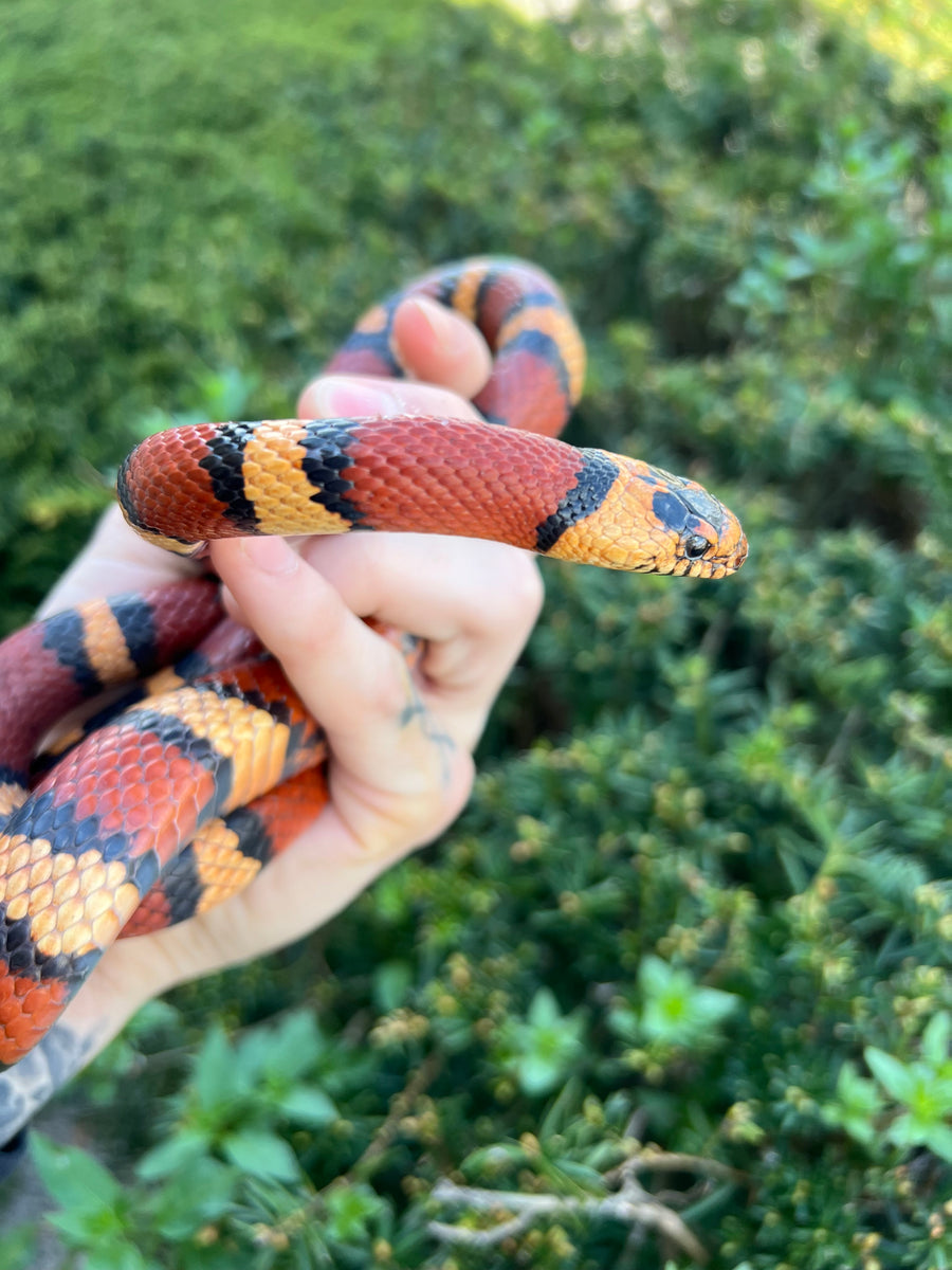 Adult Nuevo León Kingsnake (Female) – Scales and Tails of Ohio