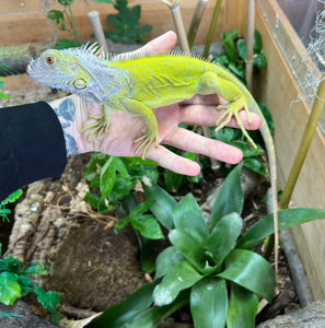 Juvenile Lime Green Zero Green Iguana (Male)