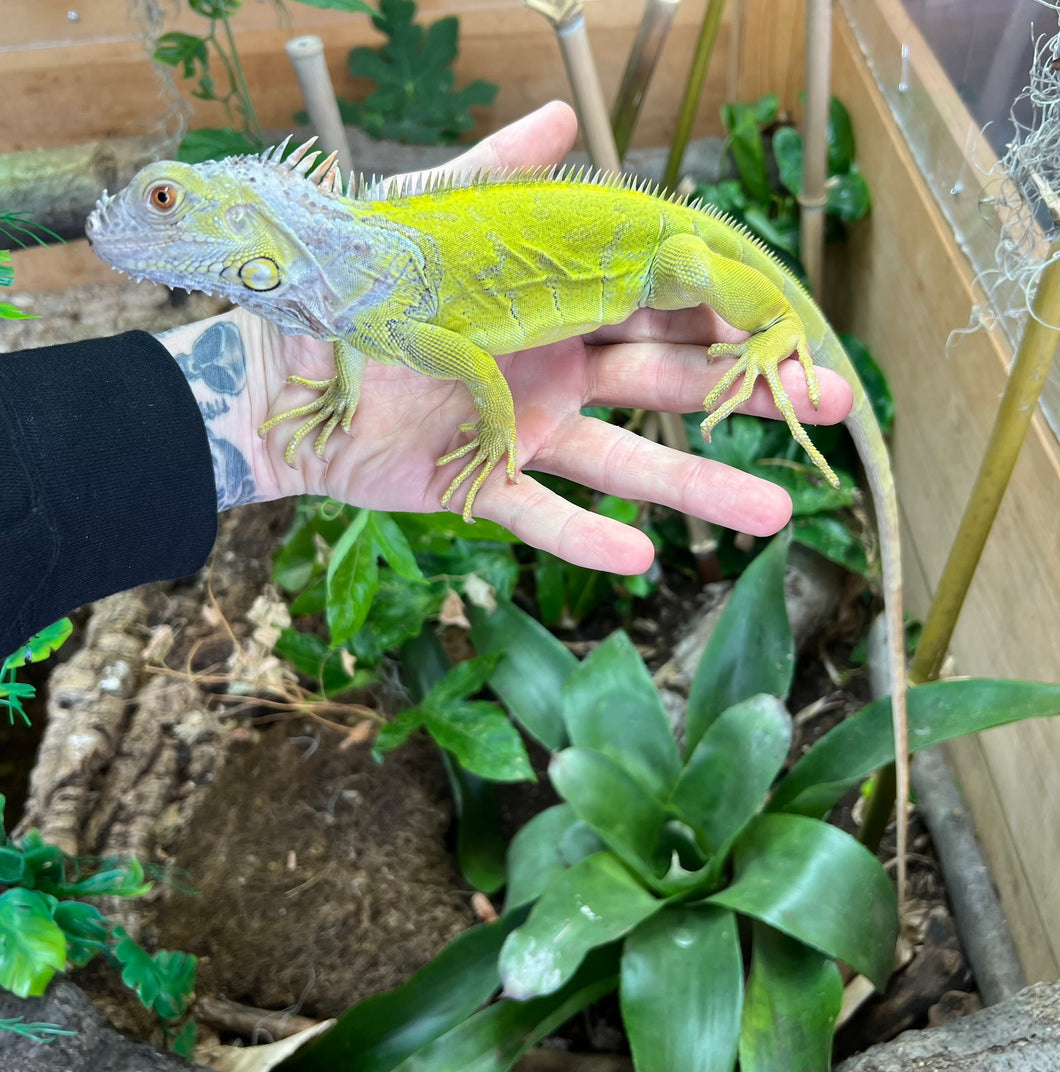 Juvenile Lime Green Zero Green Iguana (Male)