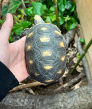 Load image into Gallery viewer, 4”-5” Red Foot Tortoise (1)