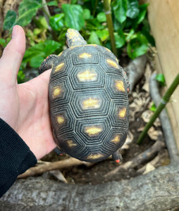 4”-5” Red Foot Tortoise (1)