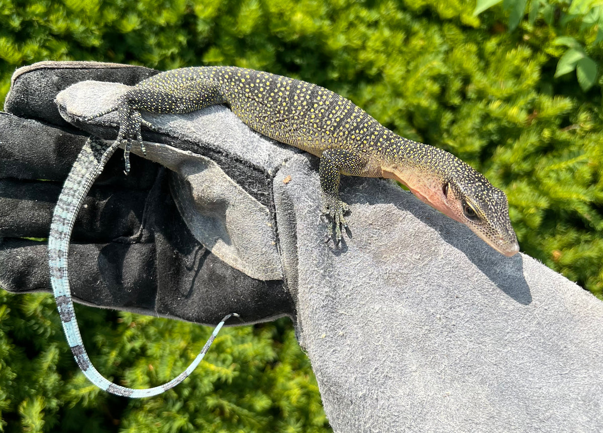 Small Peach Throat Monitor – Scales and Tails of Ohio