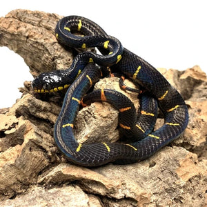 Baby Malaysian Mangrove Snake