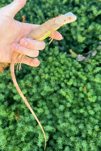 Baby Orange Sunbust Zero Green Iguana (2)