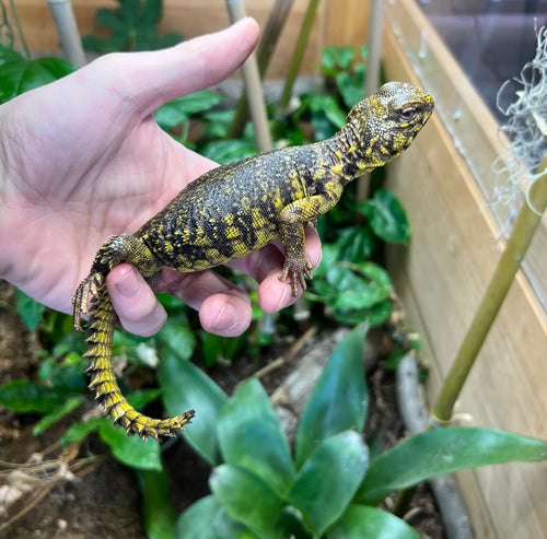 Adult Yellow Uromastyx