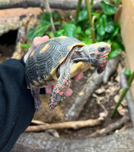 4”-5” Red Foot Tortoise (1)