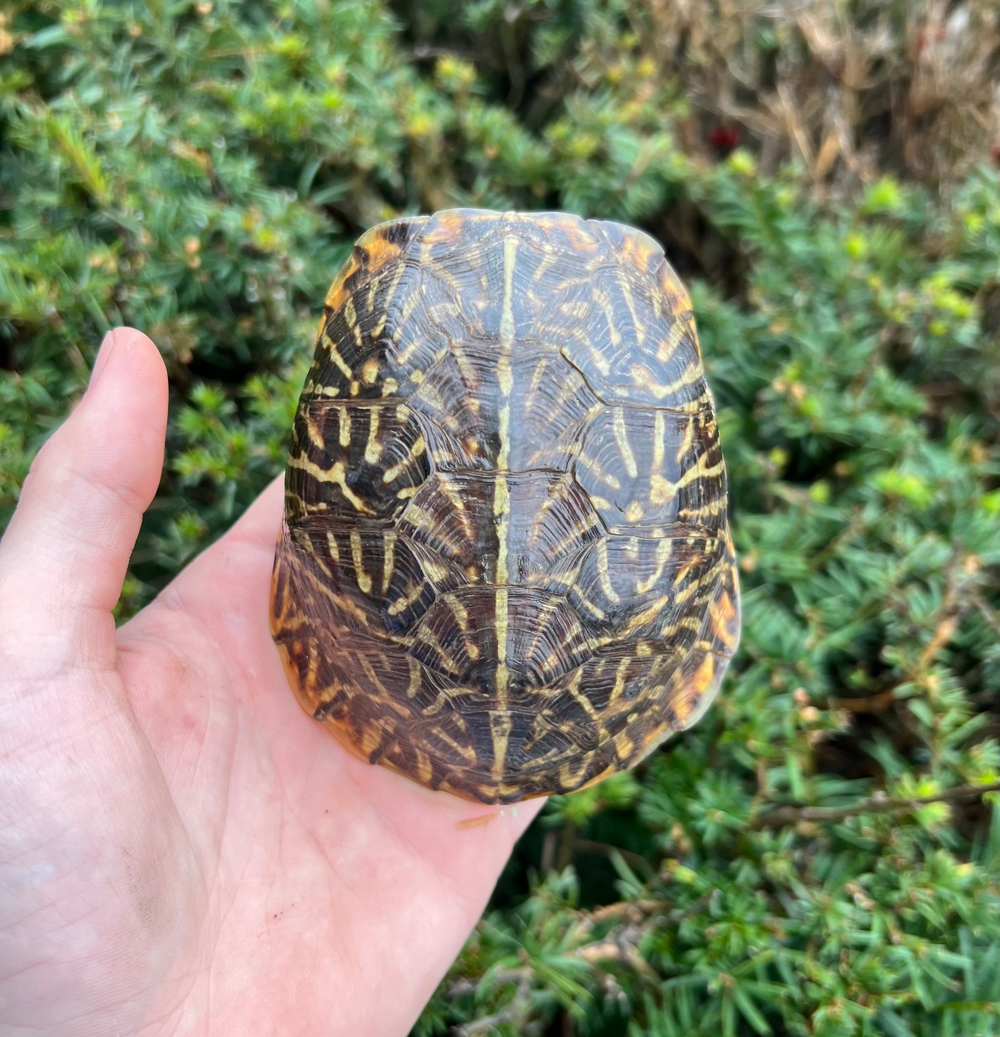 Adult Ornate Box Turtle (Male 2) – Scales and Tails of Ohio