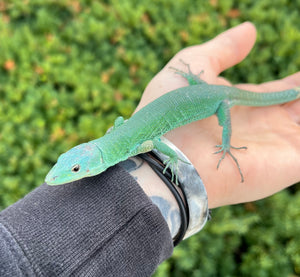 Adult Green Keeled Lizard (Female)