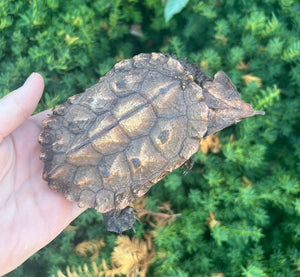 5” Peruvian Mata Mata Turtle (1)