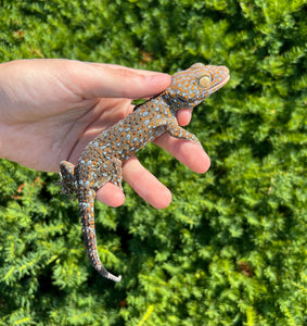 1.1 Adult Tokay Gecko (Pair 2)