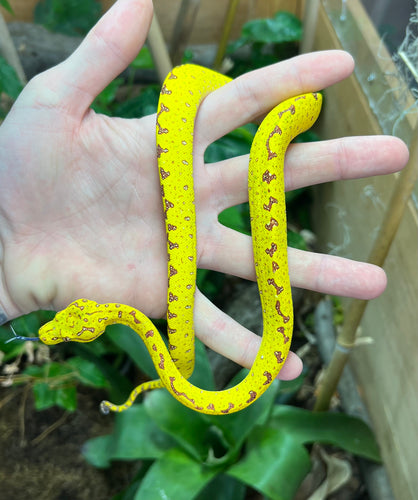 Baby Biak Green Tree Python (3)